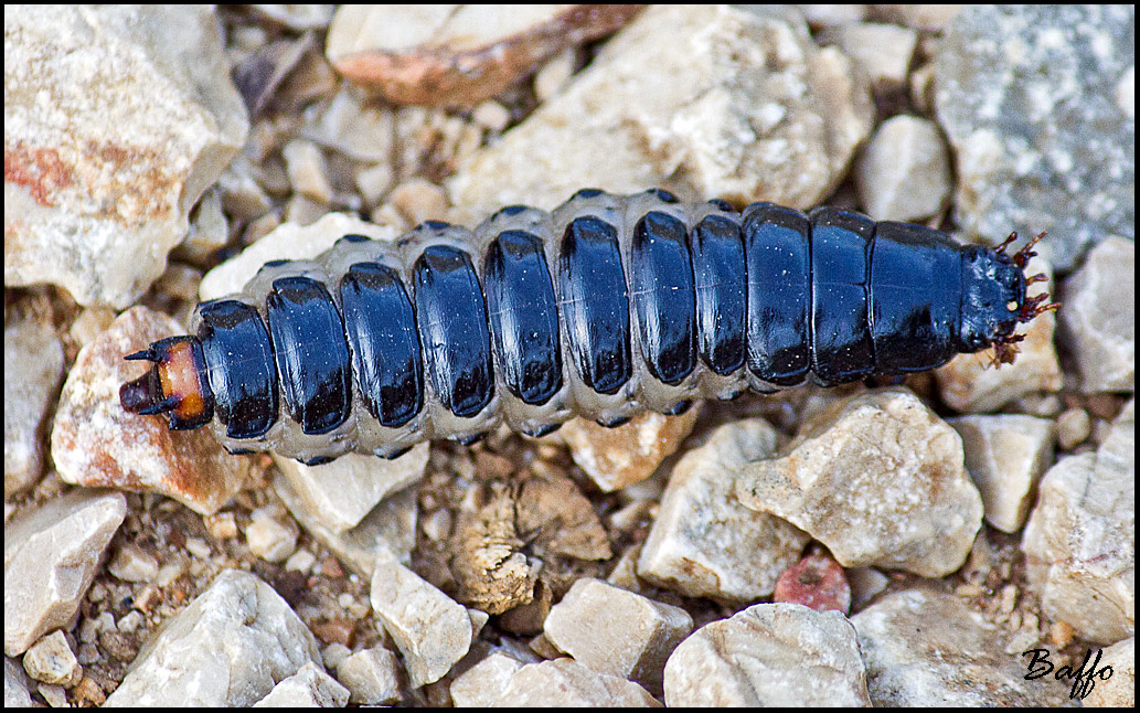 Larva di Calosoma sycophanta dalla Croazia